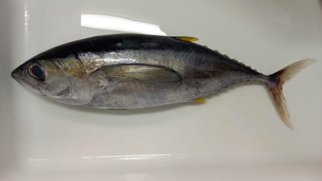 キハダマグロ釣り完全ガイド|初心者向けタックルと釣り方