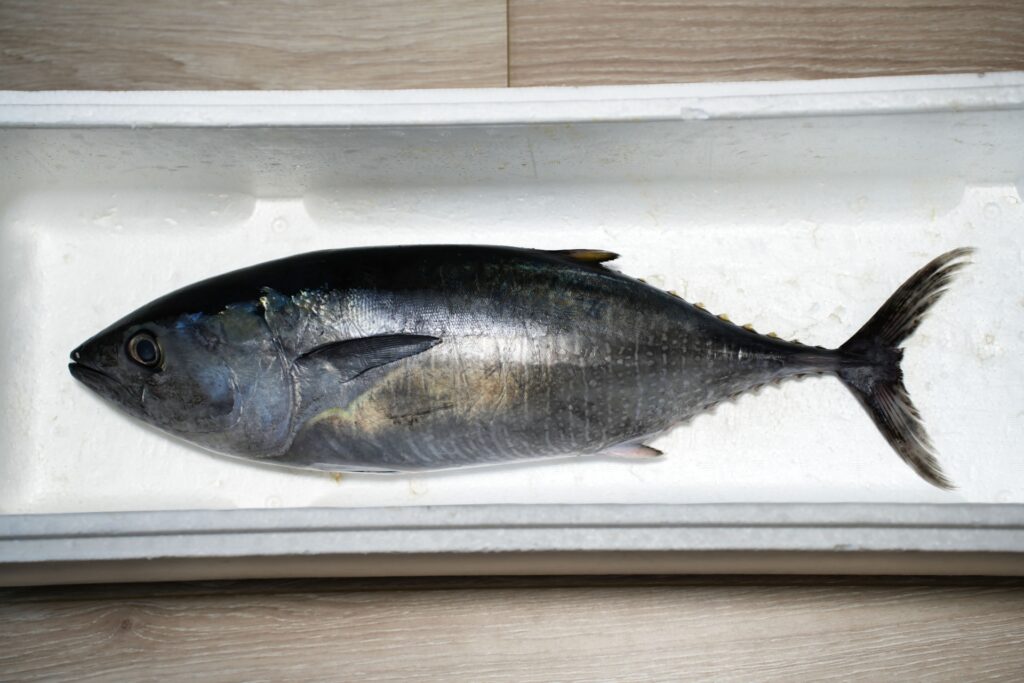 クロマグロ釣り完全ガイド|遊漁規制とタックルを徹底解説
